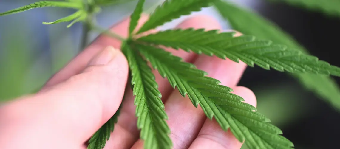 A person holding a cannabis leaf, symbolizing holistic health in Australia
